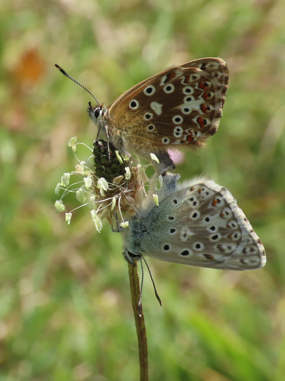 Chalkhill-Blue-pair-1